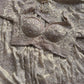Champagne Beige Heavy Embroidered Saree with Designer Blouse